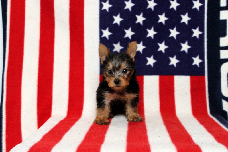 puppy, for, sale, Yorkshire Terrier, Matthew B. Stoltzfus, dog, breeder, Gap, PA, dog-breeder, puppy-for-sale, forsale, nearby, find, puppyfind, locator, puppylocator, aca
